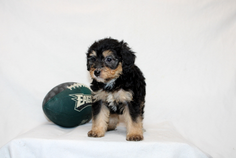 puppy, for, sale, Mini Bernedoodle F2, Matthew B. Stoltzfus, dog, breeder, Gap, PA, dog-breeder, puppy-for-sale, forsale, nearby, find, puppyfind, locator, puppylocator, aca